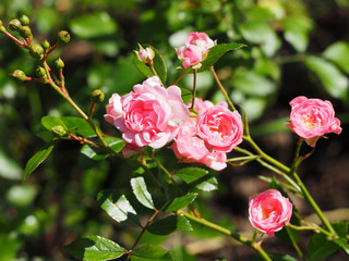 Flowers tea rose