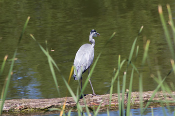 Graureiher (Ardea cinerea) sitzt auf einem Baumstamm an einem See
