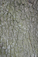 The texture of a tree trunk close-up
