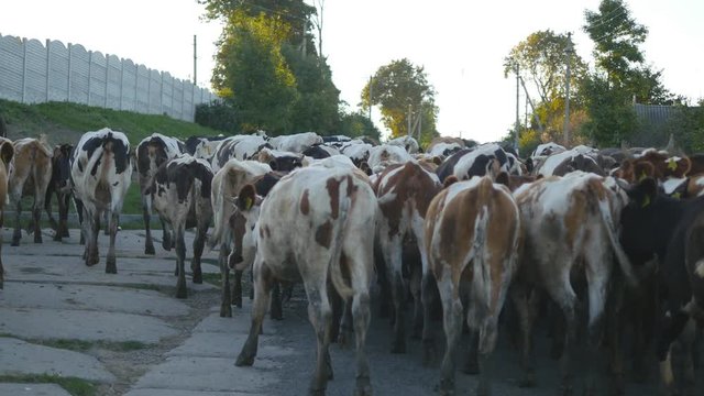 Cows walking on the street in the village. Herd of cows. Rear back view