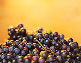 red wine grapes