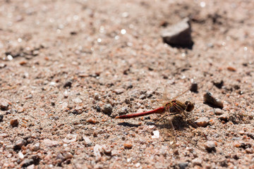 red dragonfly on sandy background