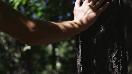 The trunk of the tree with the sun's glare. Solar patches of light - Powered by Adobe