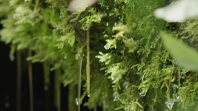 Slow motion close-up of spring water dribbling from moss, shot or RED Epic Dragon R3D, 240fps
