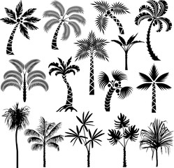 Fototapeta na wymiar Palm series