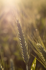 Dojrzewający kłos pszenżyta © rnfotografiapl