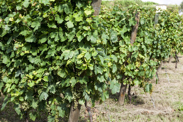 Fototapeta na wymiar Vineyards sunny day with white ripe clusters of grapes. Italy Lake Garda.