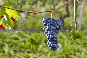 Bunches of grapes ready for harvest in Piedmont Italy