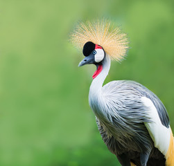 wild bird, africa crane on green background © missisya
