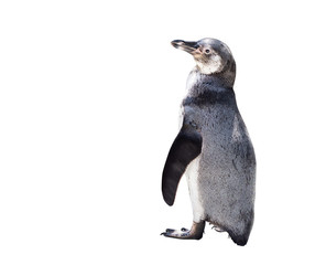 cute penguin isolated on white