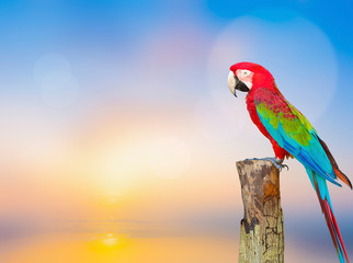 cute macaw bird isolated on white