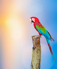 cute macaw bird on colorful background