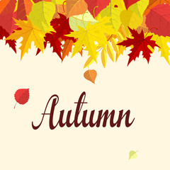 Vector background with colorful autumn leaves