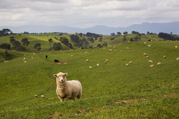 Fototapeta premium Sheep on pasture 