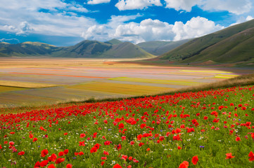 Obrazy na Szkle  Pole dzikich kwiatów wśród wzgórz