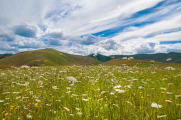 Fototapeta premium Field of wild flowers among hills