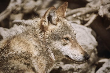 Portrait of Wolf