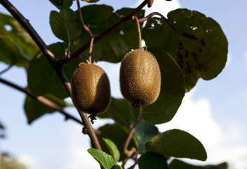 Close-up of ripe kiwi fruit on the bushes. Italy agritourism
