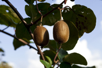 Fototapeta premium Bushes with ripe kiwi large fruits. Italy agritourism