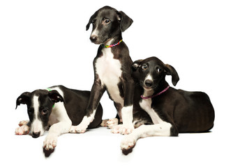 Three cute puppies greyhounds on a white