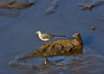 piccola ballerina bianca sul tronco sul lago