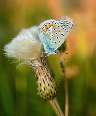 Polyommatus bellargus, Adonis Blue, is a butterfly in the family Lycaenidae. Beautiful butterfly sitting on flower. Occurence of species in Europe, Russia and Iraq.
