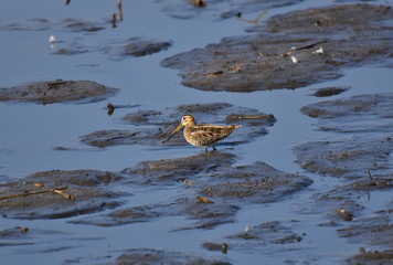beccaccino nella palude