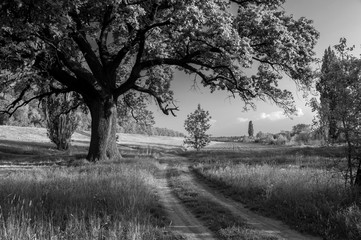 Fototapeta na wymiar Summer landscape showing huge old oak beside country road 
