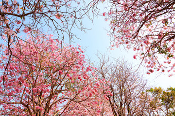 Pink flowers tree in the park.