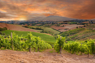 Fototapeta na wymiar Rows of vineyard among hills on sunset