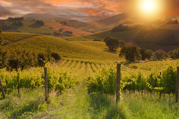 Naklejka premium Rows of vineyard among hills on sunset