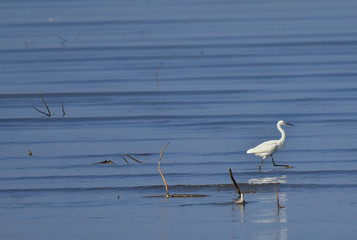 garzetta sul lago 
