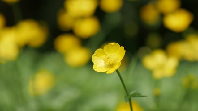 Close-up of Creeping buttercups beautiful yellow buds green background 4K 2160p 30fps UltraHD footage - Tiny Ranunculus Repens buds shallow DOF 4K 3840X2160 UHD video 