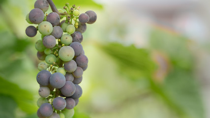Bunch of ripening grapes