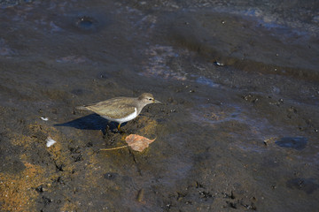 piro piro piccolo nel lago