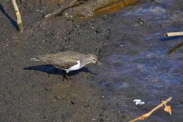 piro piro piccolo in palude