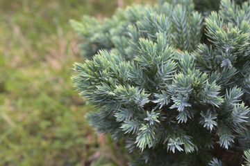 Juniperus communis - evergreen juniper tree, green branch in the garden