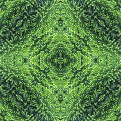 Fluffy thuja green needles background, backdrop for scrapbook, top view. seamless pattern kaleidoscope montage