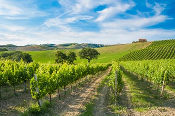 Fotobehang Rijen wijngaard tussen heuvels © Maresol