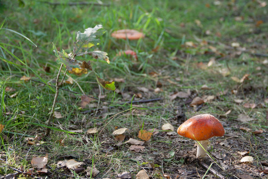 Waldboden
