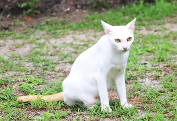 The image of a white  cat green eyes and yellow tail sit on the ground