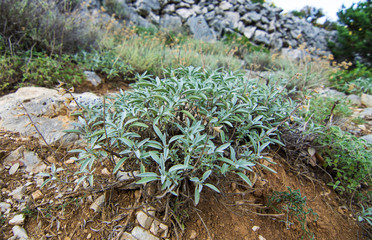 Mediterranean medical herb sage