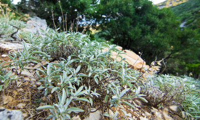 Mediterranean medical herb sage