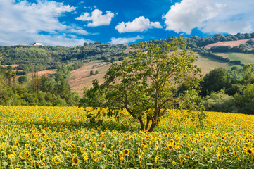 Fototapeta na wymiar Field of sunflowers among hills