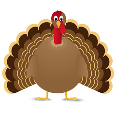 Turkey bird isolated on white background.