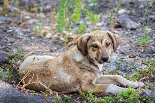 Cute brown stray dog laying on the ground outdoors
