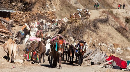 caravan of mules with goods - Western Nepal