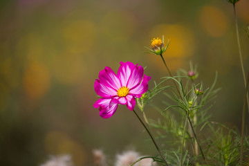 Obraz premium Schmuckkörbchen - macro