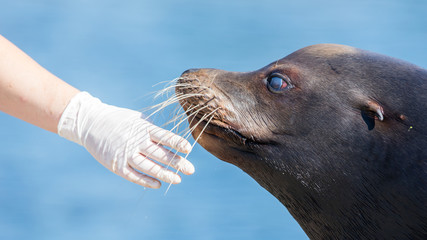 Adult sealion being treated - Selective focus