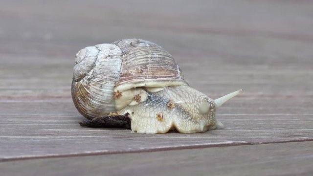 Snail sitting on wood